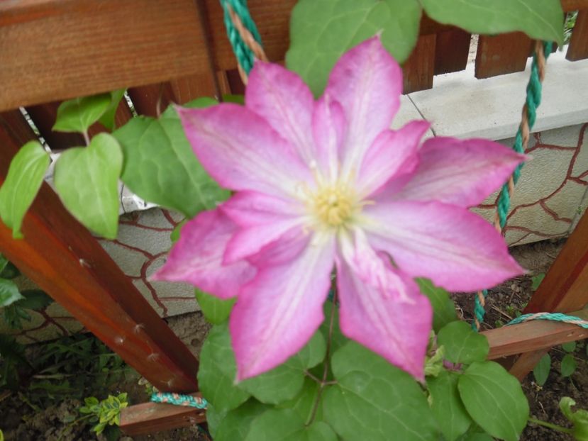  - Mai in gradina