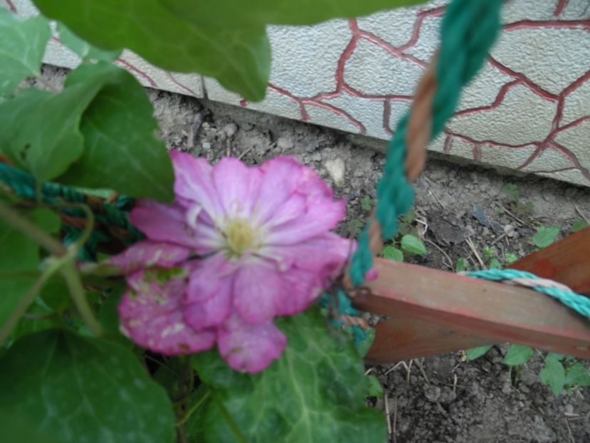  - Mai in gradina