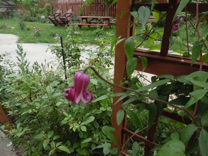  - Mai in gradina