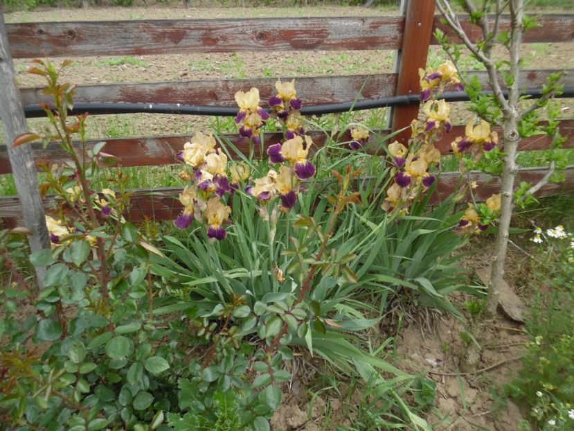  - Mai in gradina