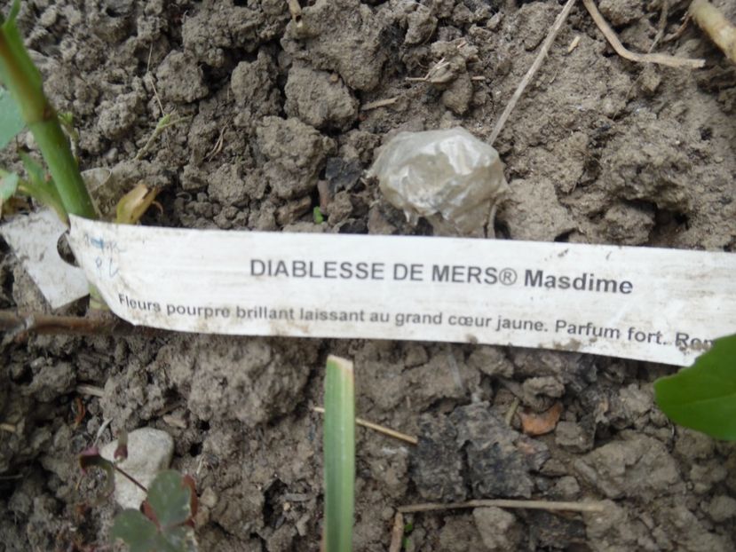  - Mai in gradina