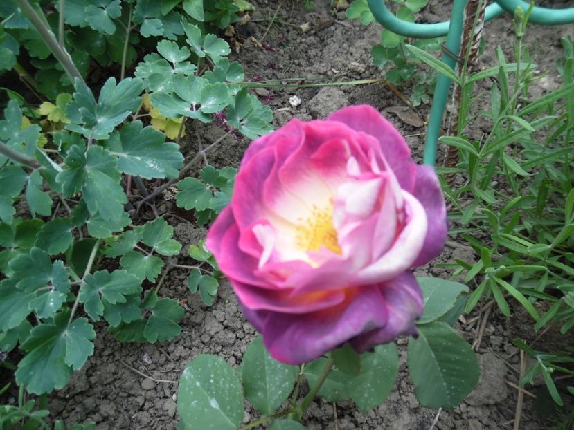  - Mai in gradina