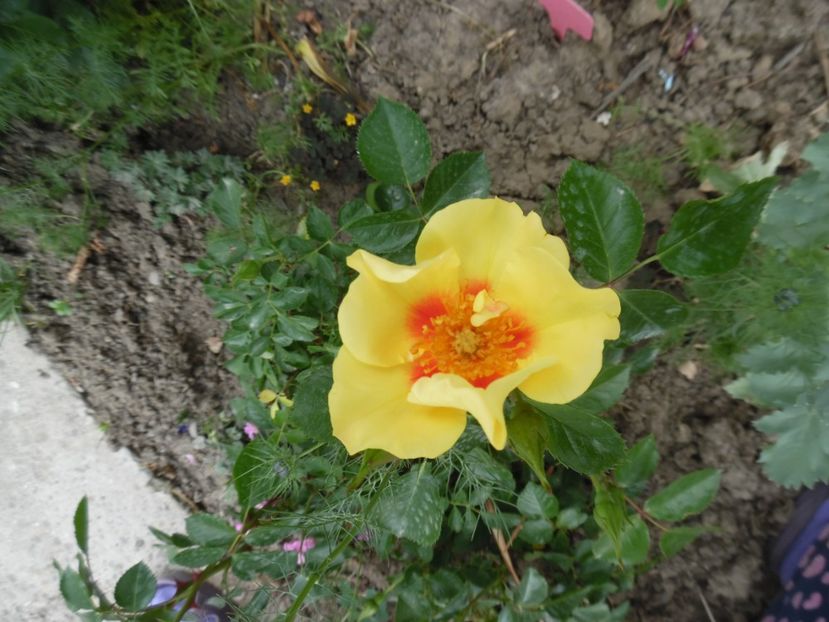  - Mai in gradina
