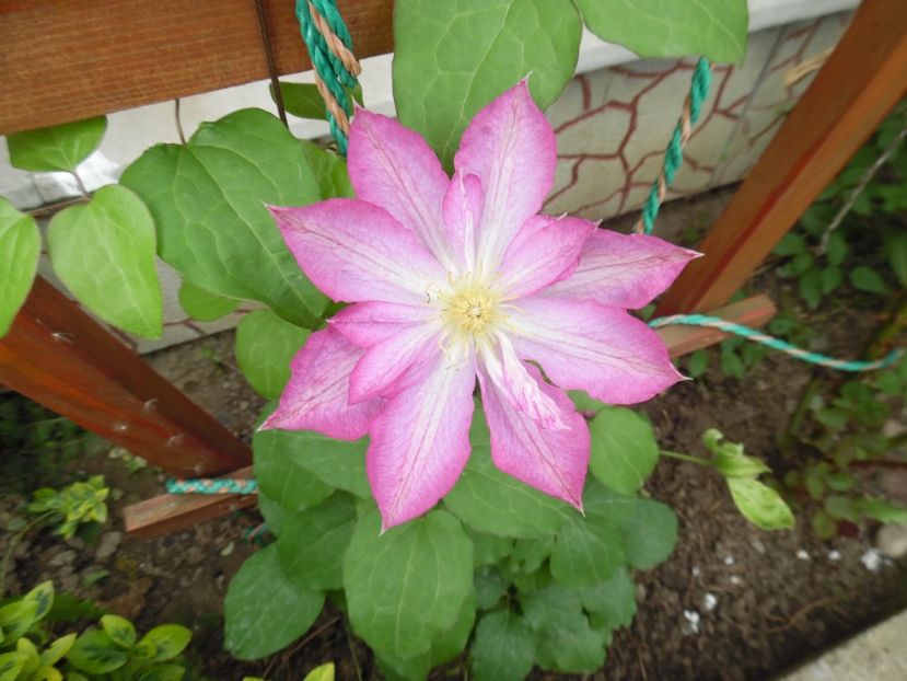  - Mai in gradina