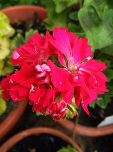 Rockley - achiziti muscate 2018