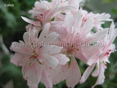 ROCLEY - achiziti muscate 2018