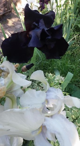  - A - A Gradina in multe culori - 2018