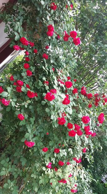  - A - A Gradina in multe culori - 2018