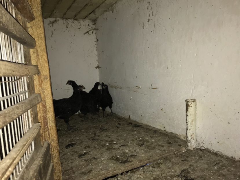 68B96A03-9E81-43C4-8286-75F75B4B194A - Australorp pui - seria 1