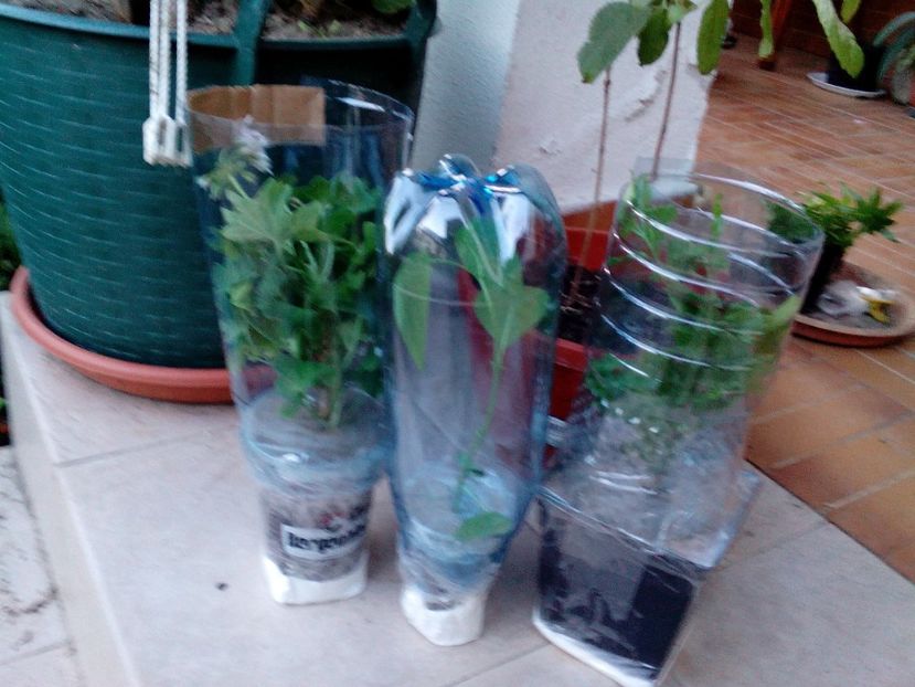  - Multumesc Luminita 63