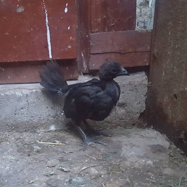  - Ayam Cemani