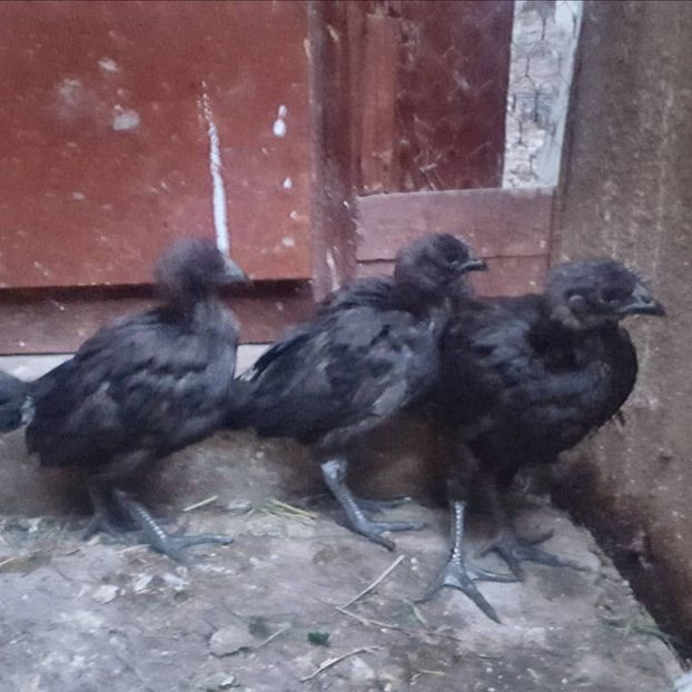  - Ayam Cemani