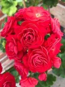 VIVA ROSITA - provizoriu