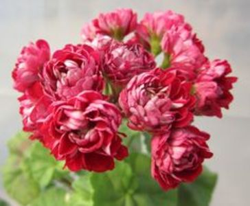 VECTIS ROSEBUD - provizoriu