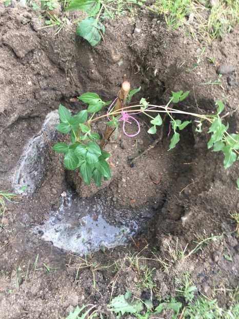  - Achizitii FLORI 2018