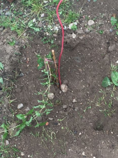  - Achizitii FLORI 2018