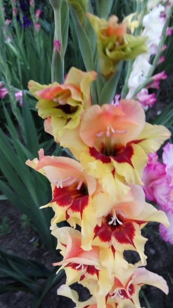  - Achizitii FLORI 2018