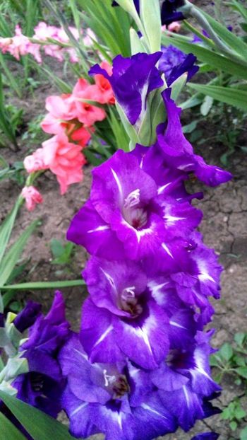  - Achizitii FLORI 2018