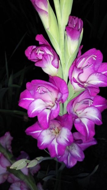  - Achizitii FLORI 2018