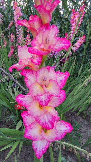  - Achizitii FLORI 2018