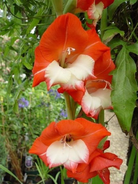  - Achizitii FLORI 2018