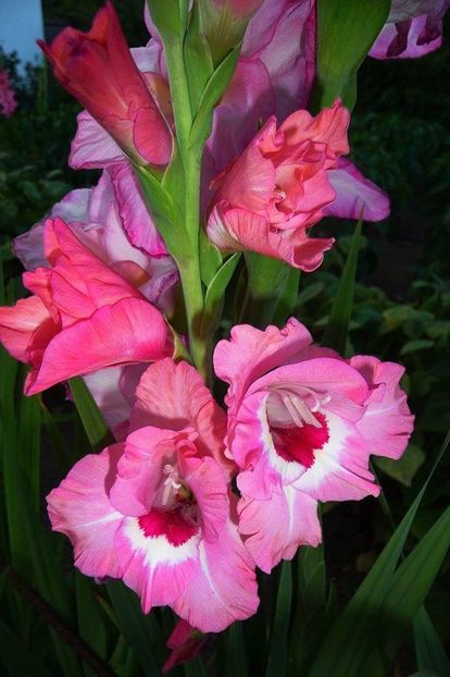  - Achizitii FLORI 2018