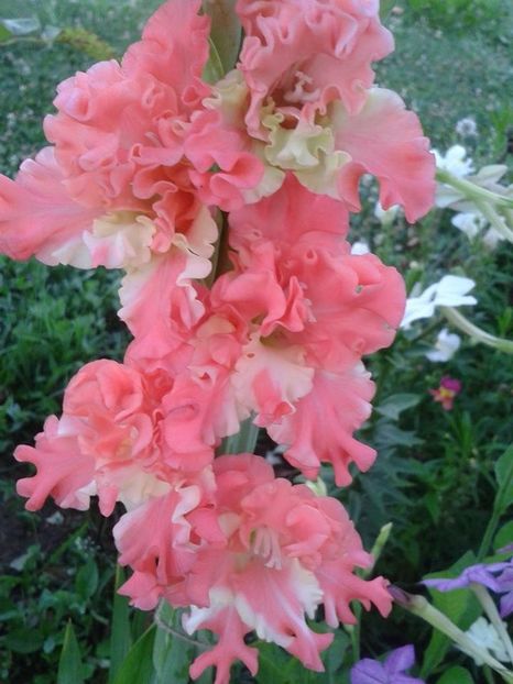  - Achizitii FLORI 2018