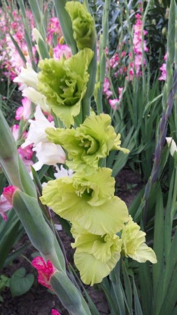  - Achizitii FLORI 2018