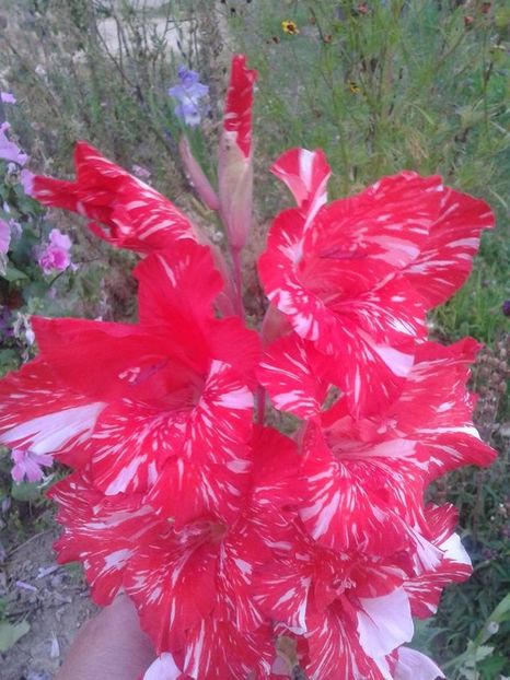  - Achizitii FLORI 2018