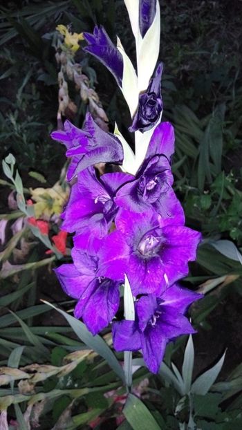  - Achizitii FLORI 2018