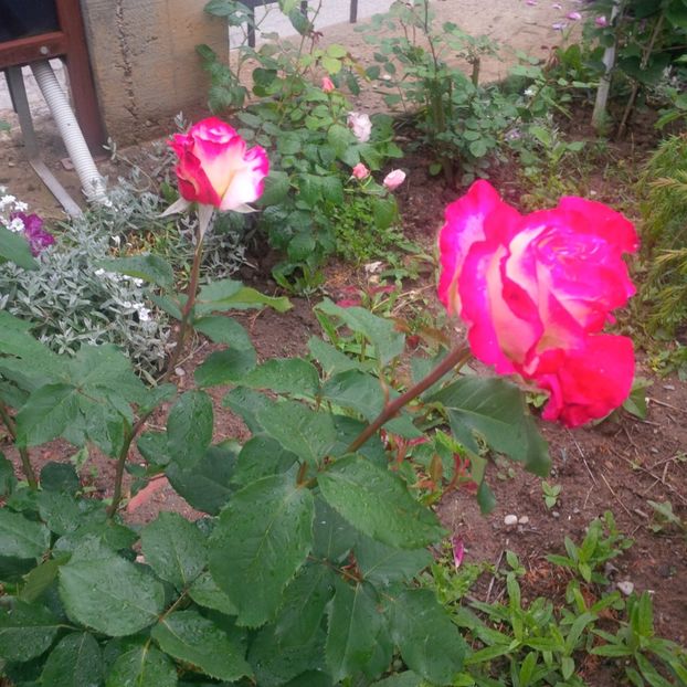 double delight - gradina mai 2018