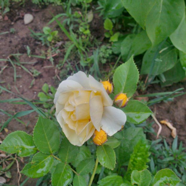 golden border - gradina mai 2018