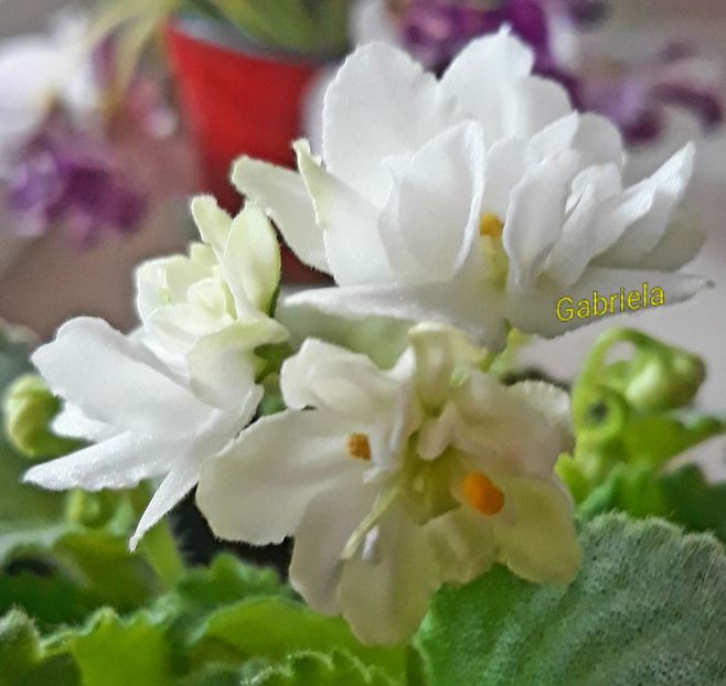 Wizard Prankster - Wizards Prankster