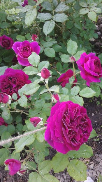 Munstead Wood - Violete