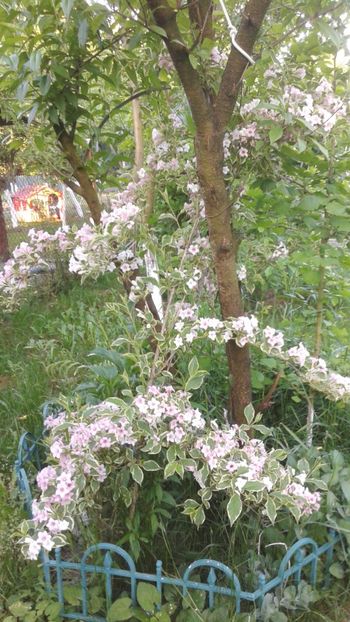 Weigella Variegata - Violete