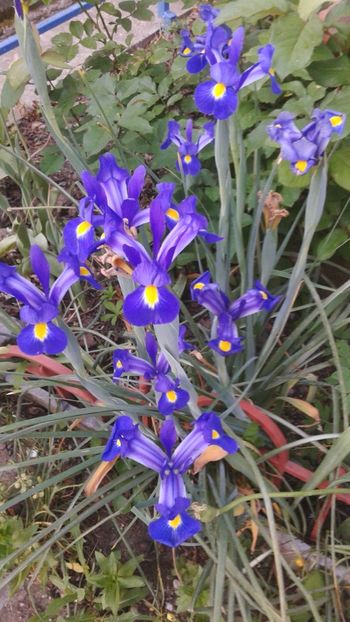 Irisi cu bulbi - Violete