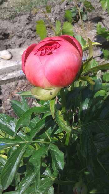 Bujor Coral - Violete