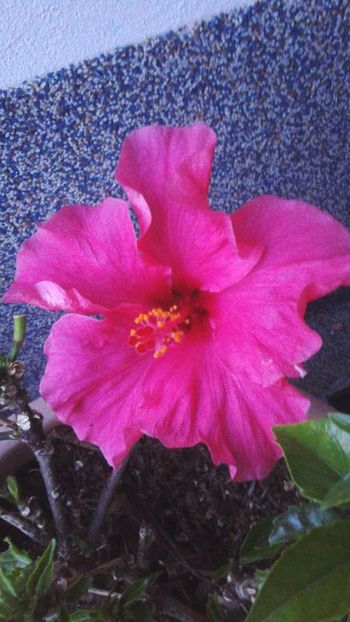 Tr chinezesc - Violete