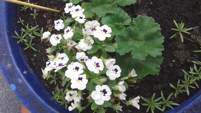 Panselute primavara 2018 - Violete