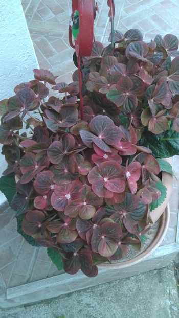 Hortensie Hornbach - Violete