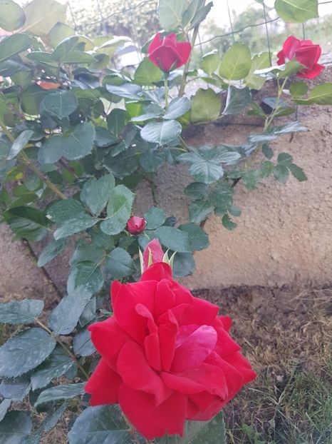 Negresco - Gradina mai 2018