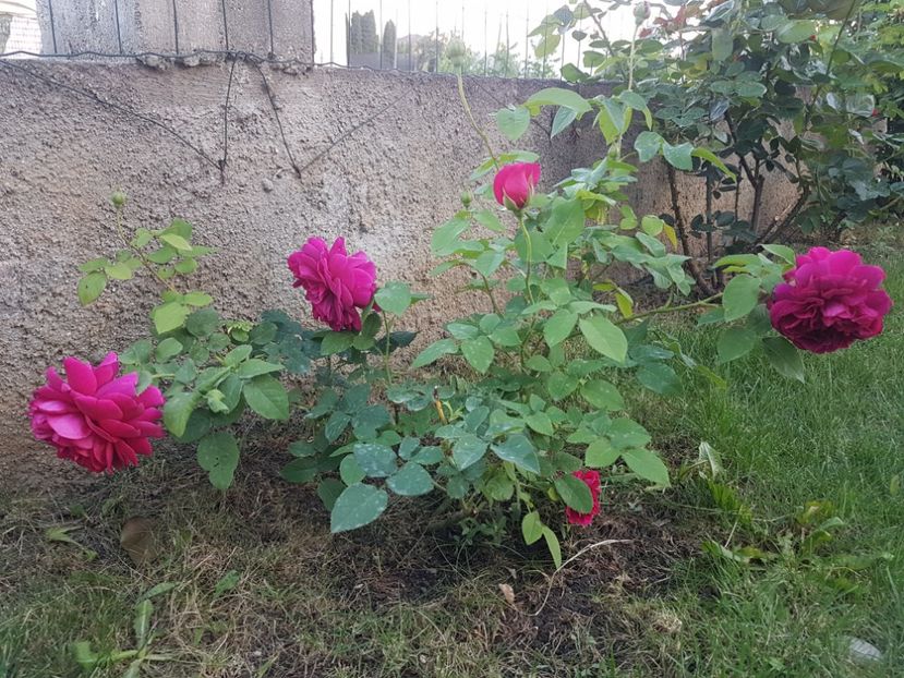 The dark lady - Gradina mai 2018