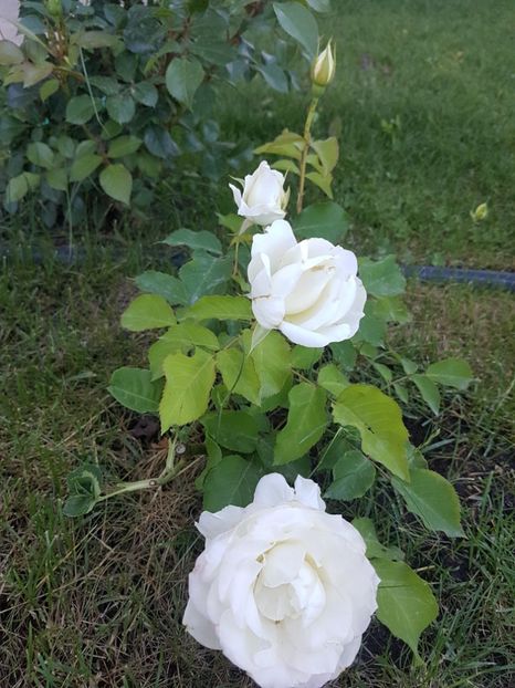 Lenip - Gradina mai 2018