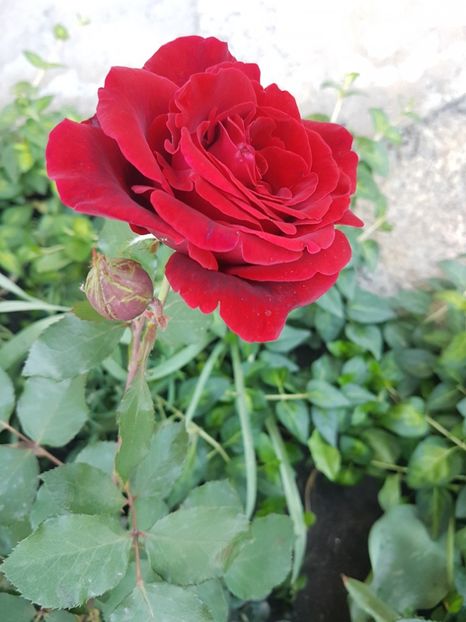 D j - Gradina mai 2018