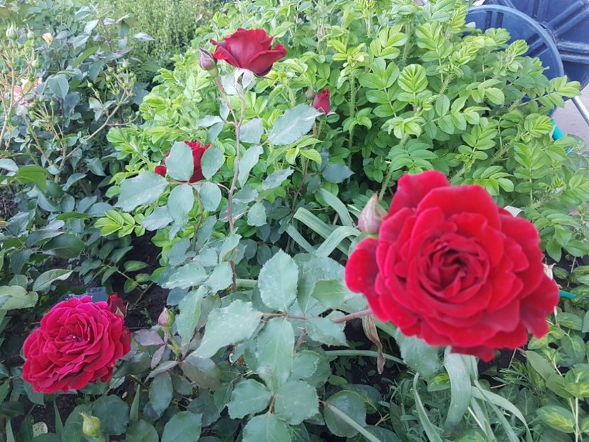 D j - Gradina mai 2018