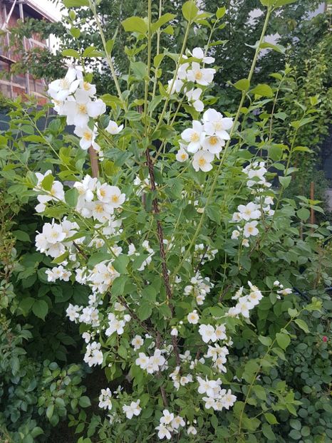 Philadelphus coronarius - Gradina mai 2018