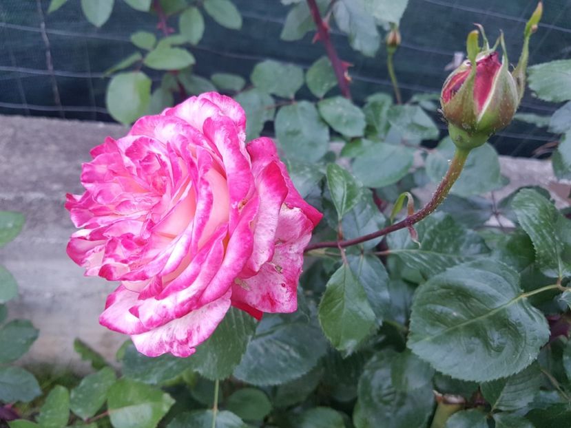 Rina herhold - Gradina mai 2018