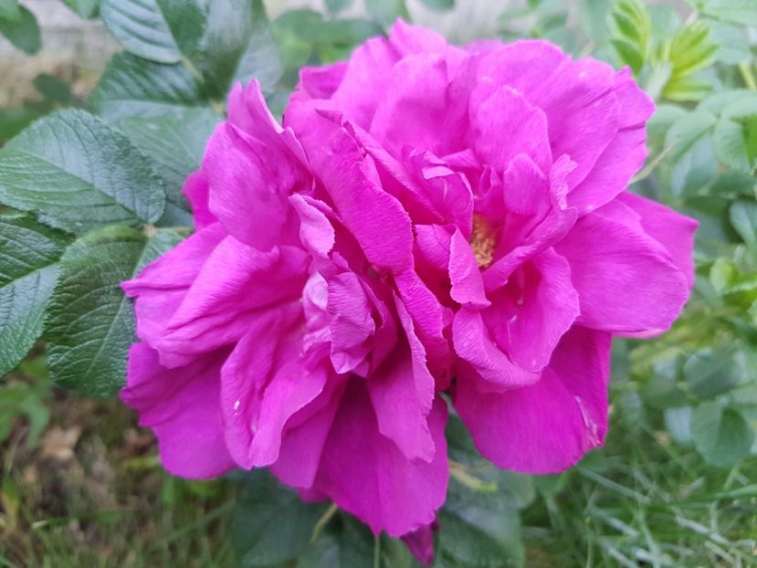 Foxi - Gradina mai 2018