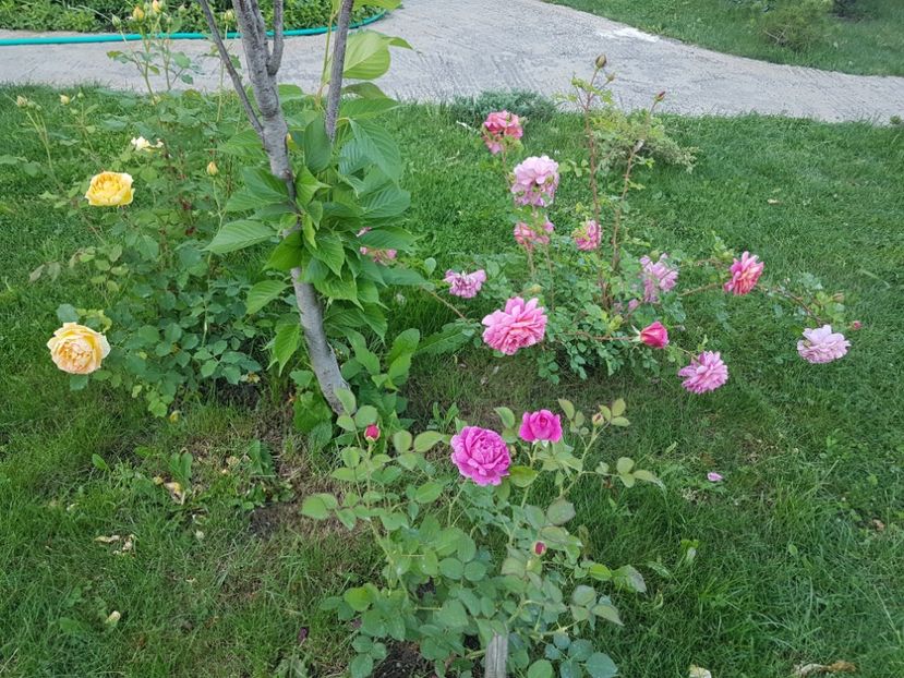 Englezesti - Gradina mai 2018