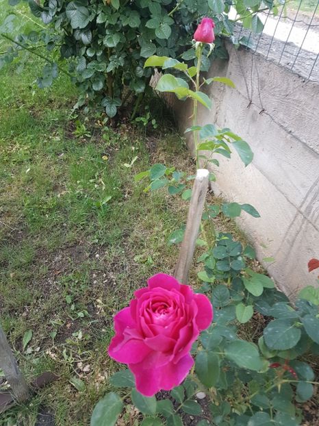 Othello - Gradina mai 2018